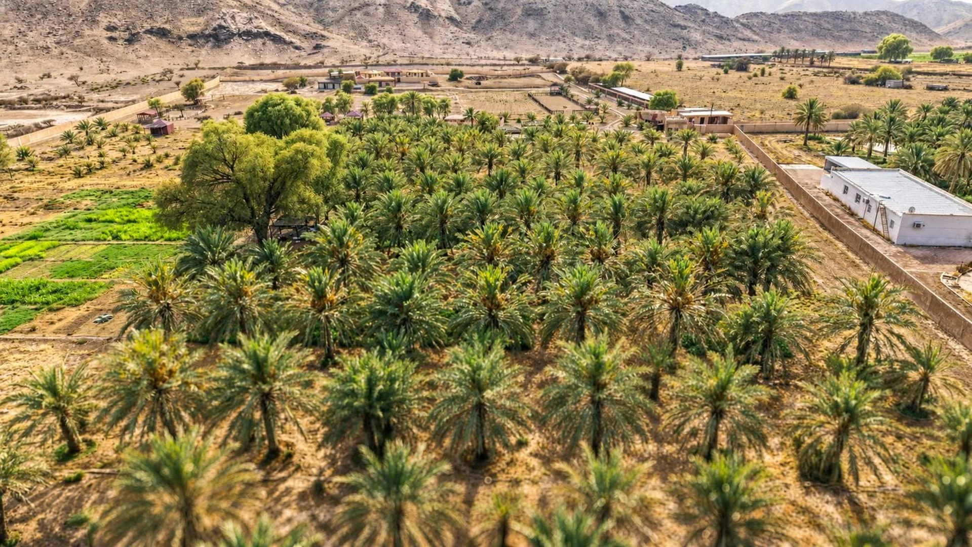 Aerial view of the palm grove at the resort