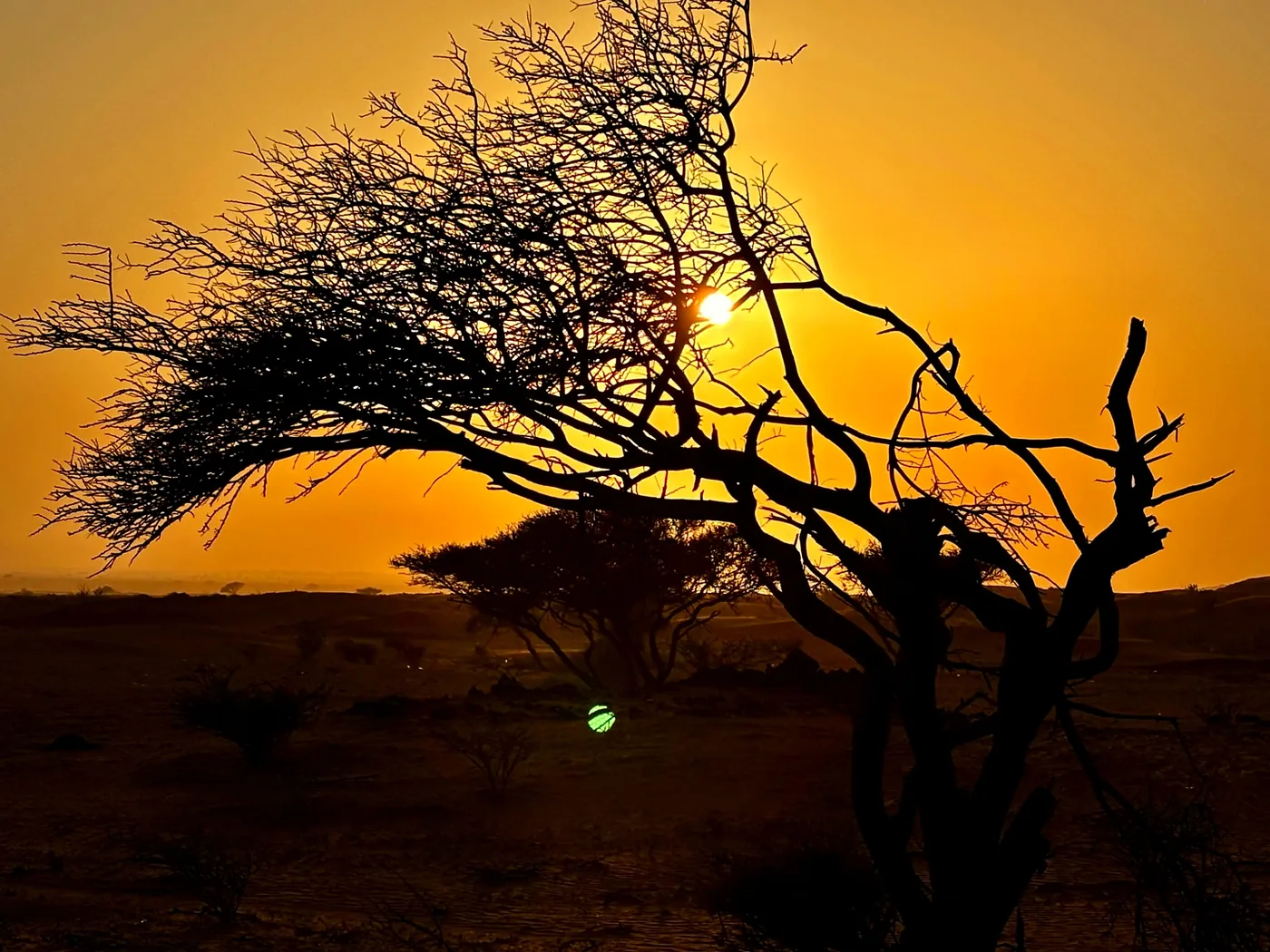 First light through a desert tree