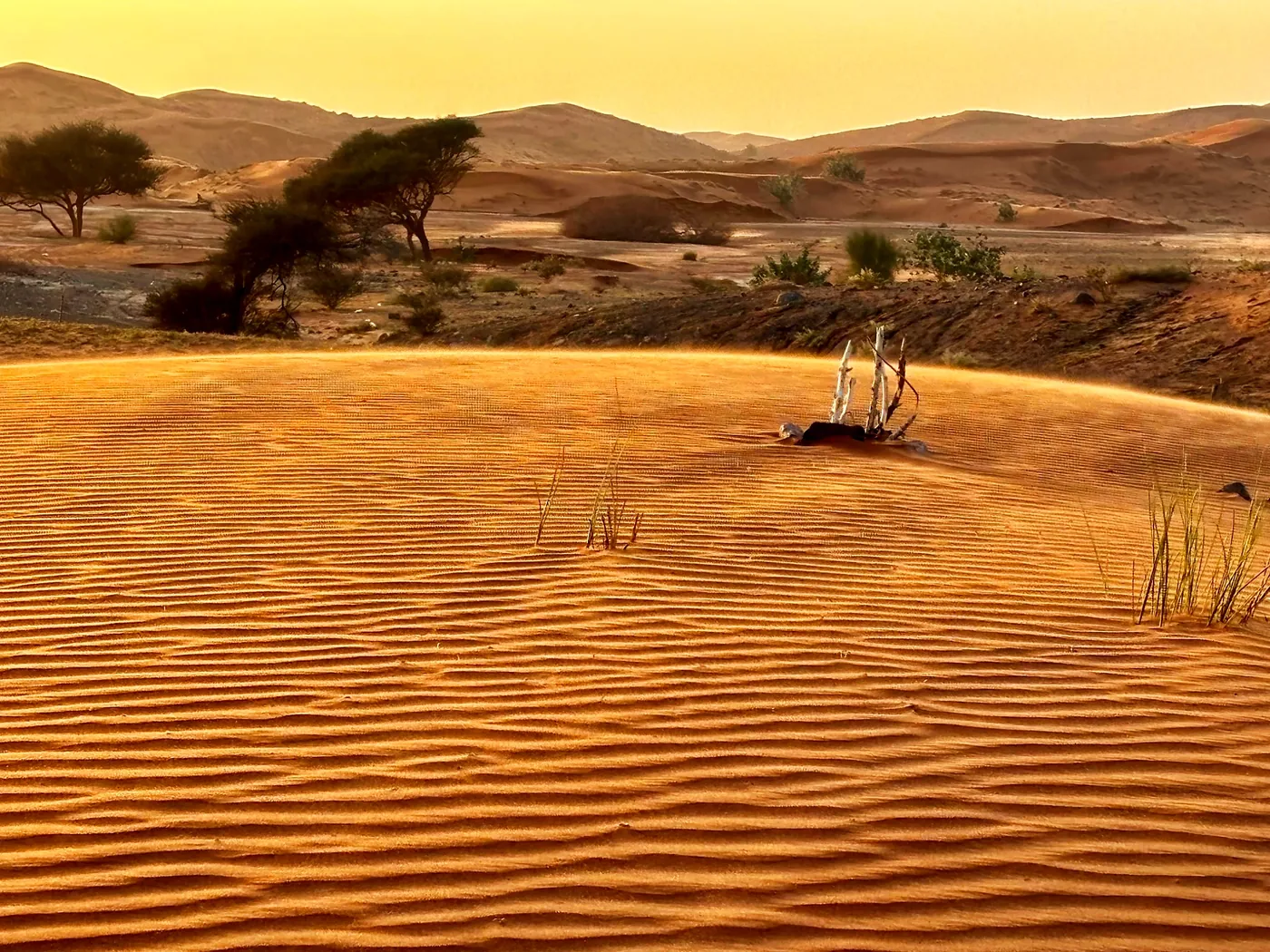 Rippled sand and acacia trees in the desert