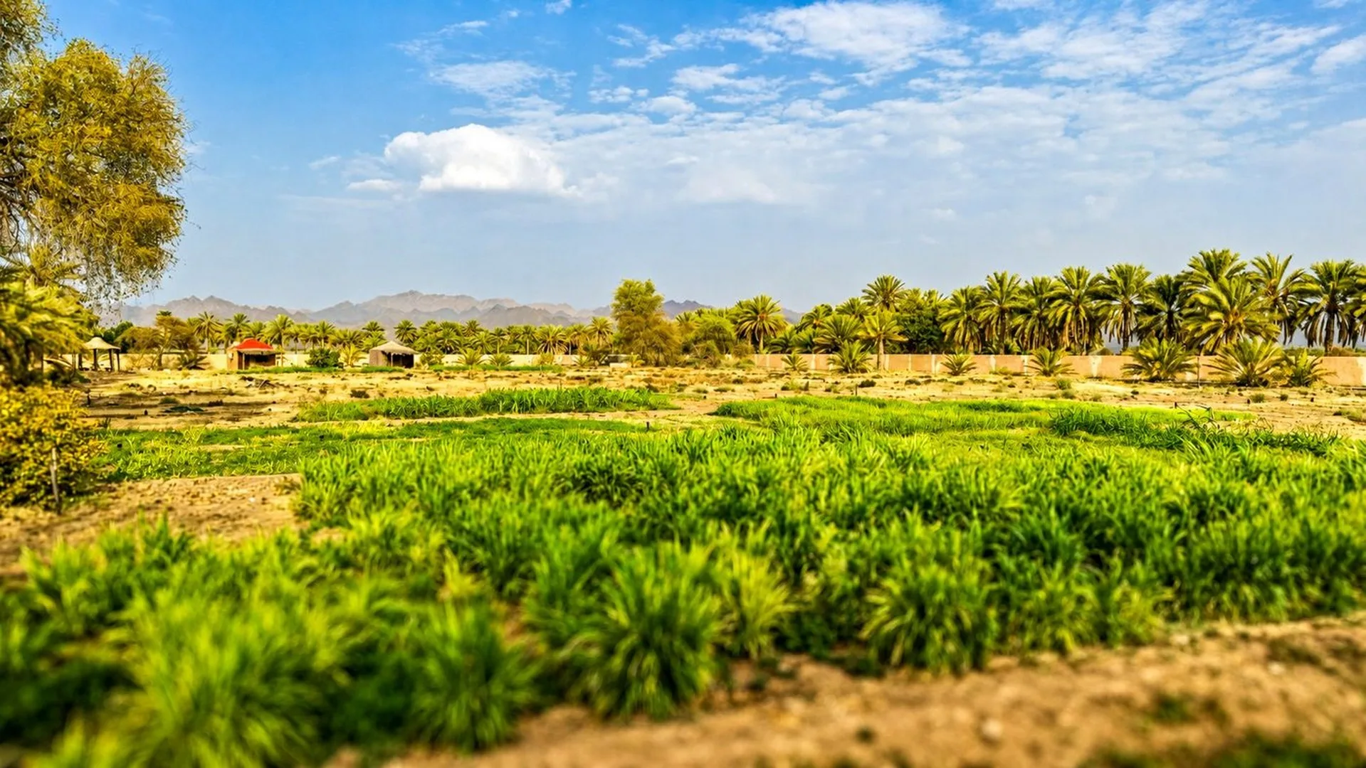 Green fields at the resort