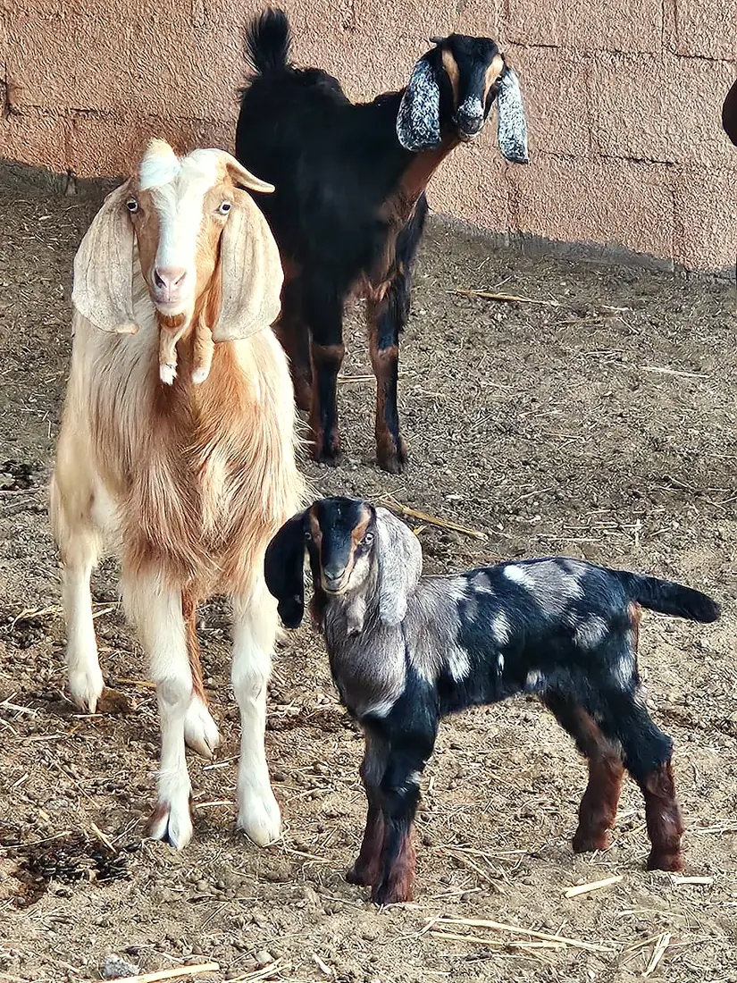 Goats at the resort farm