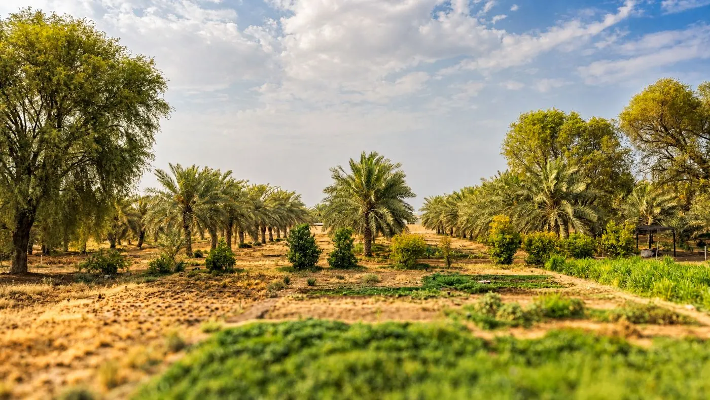 Rows of date palms beside a green field