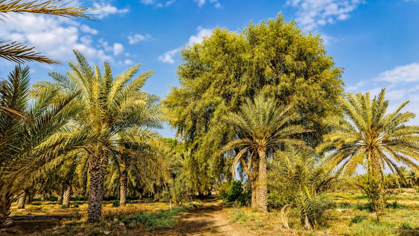 Date palms and a great shade tree