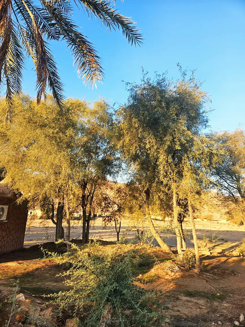 Shade trees and palms in the resort grounds